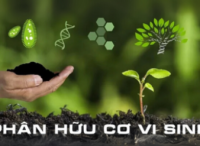 Phân vi sinh chất lượng cao
