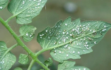 Thiacloprid là gì? Ứng Dụng Của Thuốc Trừ Sâu Thiacloprid