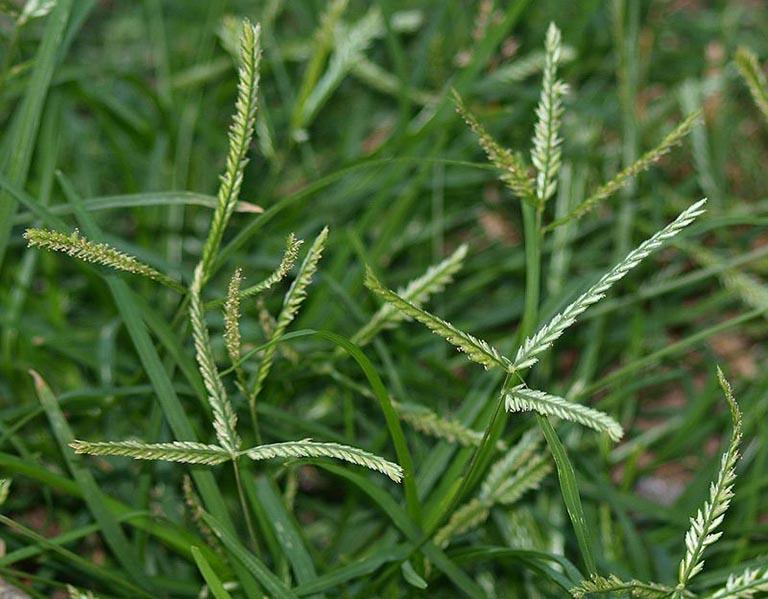 Cỏ mần trầu gây hại cây trồng